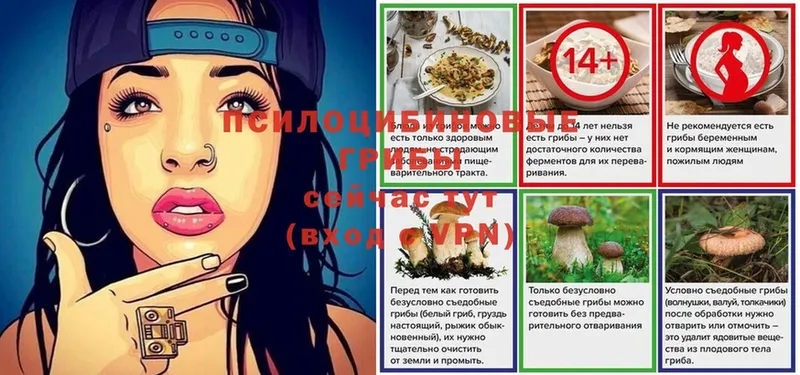 купить наркоту  Северская  это формула  Галлюциногенные грибы Cubensis 